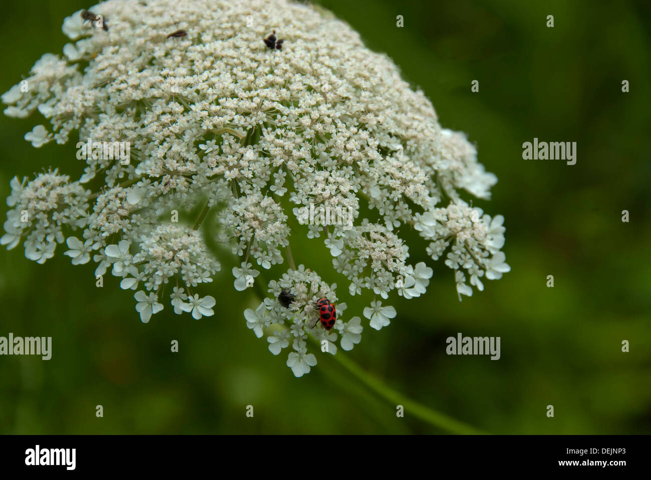 Ein Marienkäfer sitzt auf einem Queen Annes Spitze Blume Stockfoto