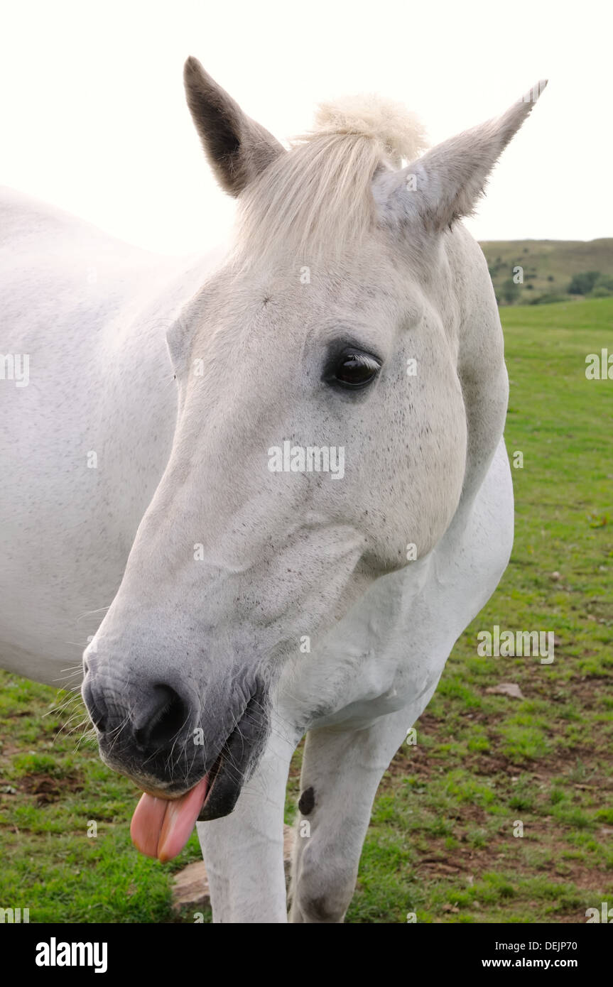 Ein 22 Jahre Alter weißes Pferd Zunge heraus. Stockfoto