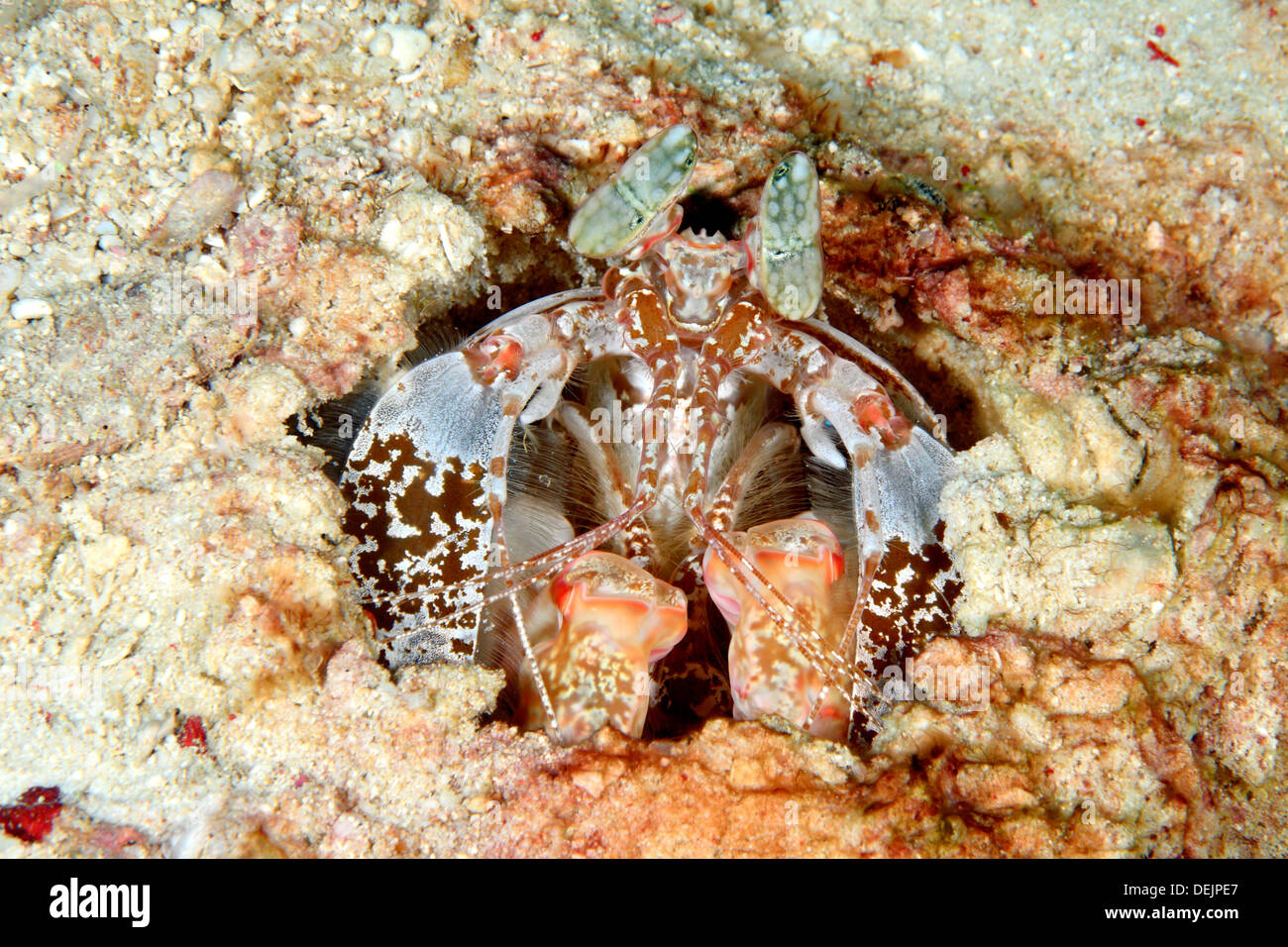 Spearing Mantis Shrimps, Lysiosquillina Lisa. Stockfoto