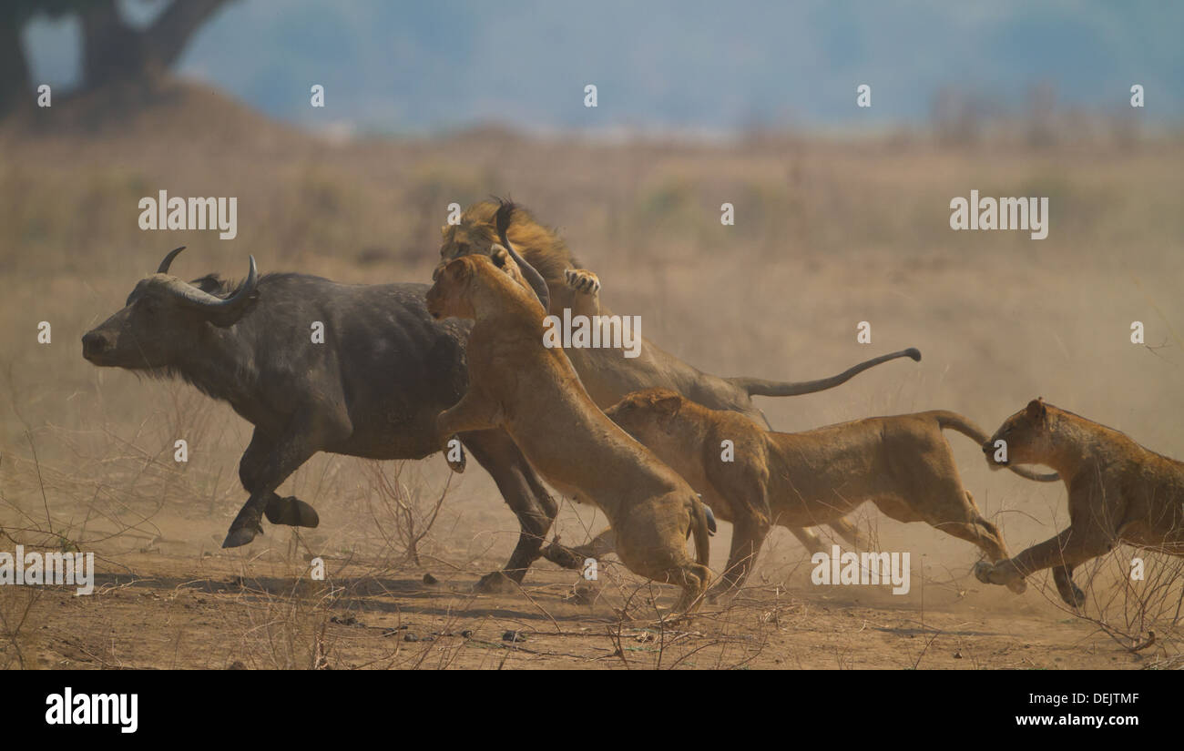 Löwen jagen Stockfoto