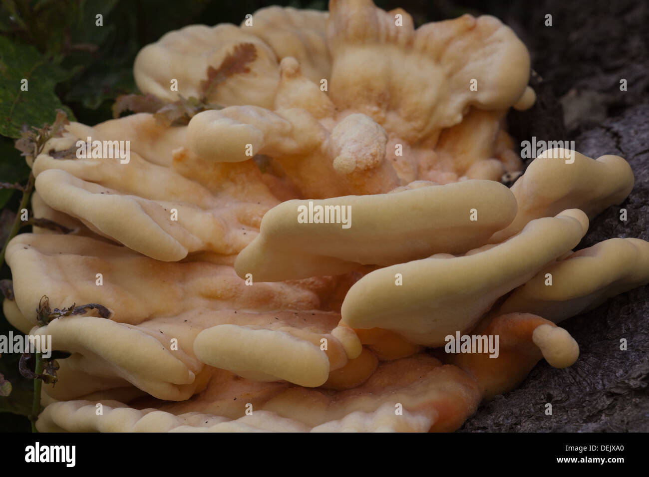 Huhn in den Wäldern (Laetiporus Sulphureus). Essbare Halterung Pilz. Wächst am Stamm einer Eiche (Quercus Robur). September. Stockfoto