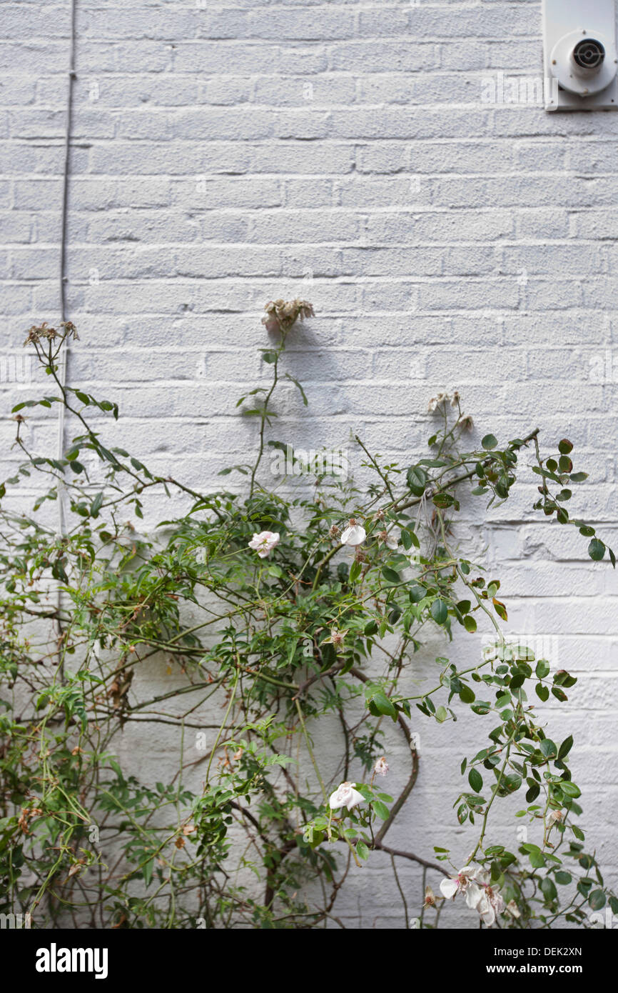 Pflanze wächst gegen weiße Mauer Stockfoto