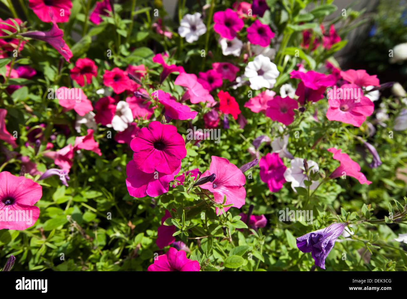 Ansicht-Blumen blühen park Stockfoto