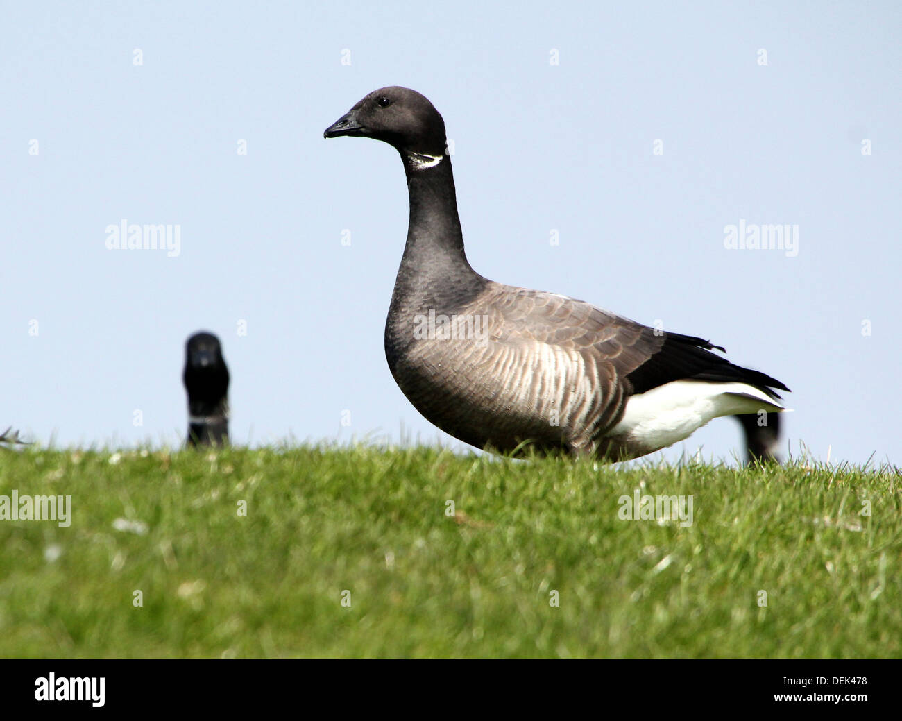 Dunkel-bellied Brent Goose (Branta Bernicla) Nahaufnahme Stockfoto