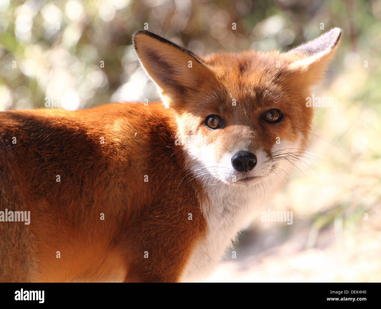 Rotfuchs in verschiedenen Haltung beim Jagen, Trinkwasser & erschnüffeln eine Spur (200 + detaillierte Fuchs Bilder bereits in meinem Portfolio) Stockfoto