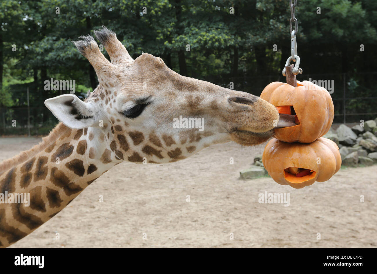 Rhenen, Niederlande. 19. September 2013. Herbst zu feiern, erhalten weiße Löwen und Giraffen im Zoo Ouwehand Kürbisse wie in der niederländischen Stadt Rhenen, 19. September 2013 zu behandeln. Die Giraffen erhielt Kürbisse mit Gemüse. Küche auf diese Weise ist eine auch Form der Bereicherung, um das natürliche Verhalten der Tiere zu fördern. Jetzt müssen sie für ihre Nahrung zu arbeiten. Bildnachweis: Dpa picture Alliance/Alamy Live News Stockfoto