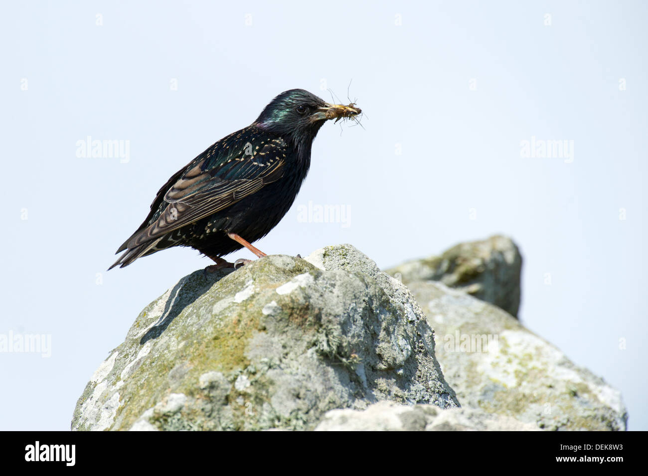 Gemeinsamen Starling (Sturnus Vulgaris) – UK Stockfoto