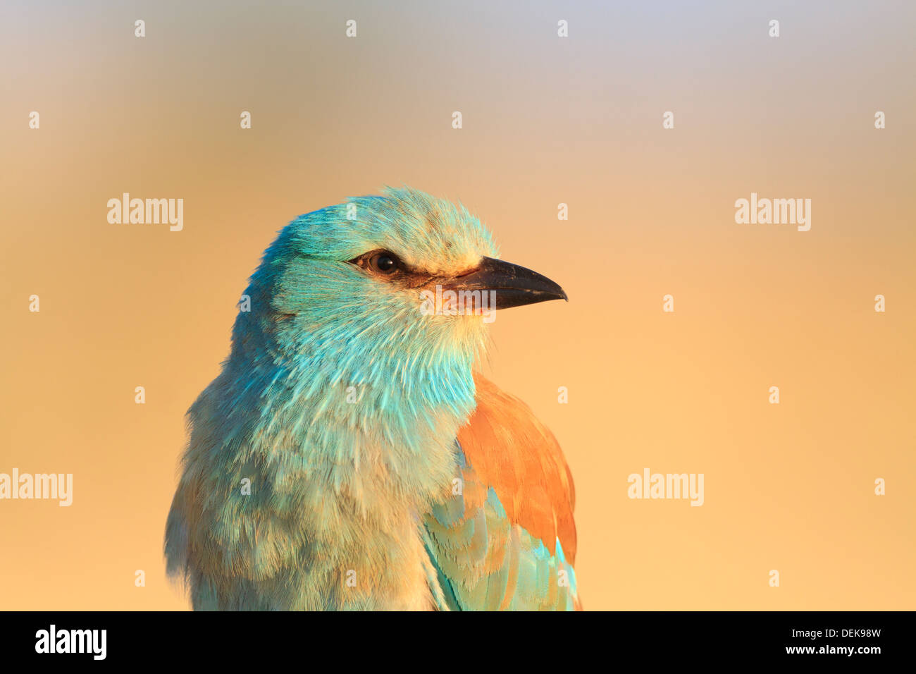 Blauracke (Coracias Garrulus) thront auf Zweig. Lleida. Katalonien. Spanien. Stockfoto