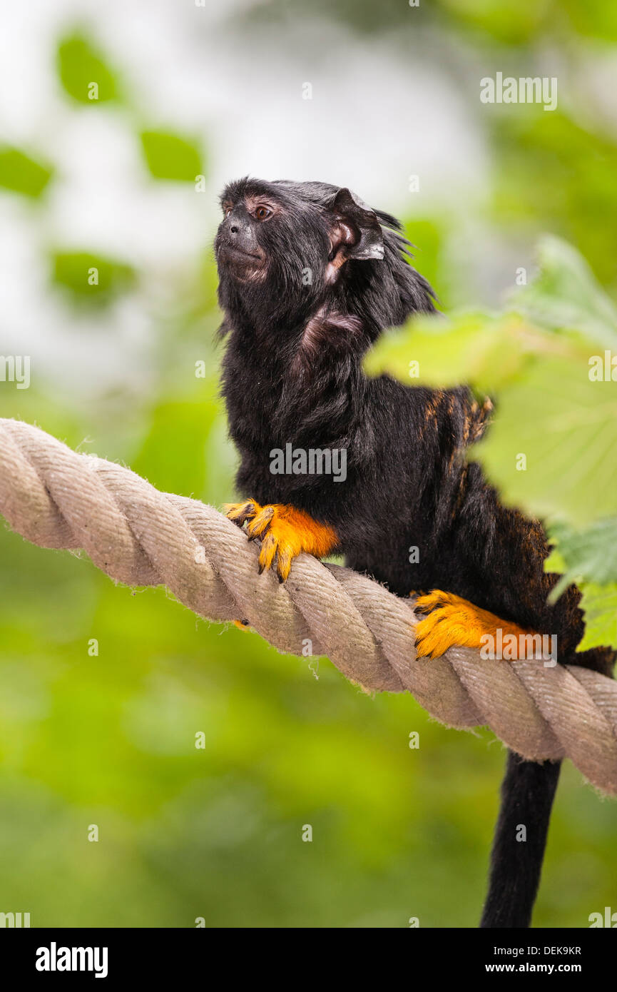 Ein Gefangener Midas Tamarin (Saguinus Midas) Stockfoto