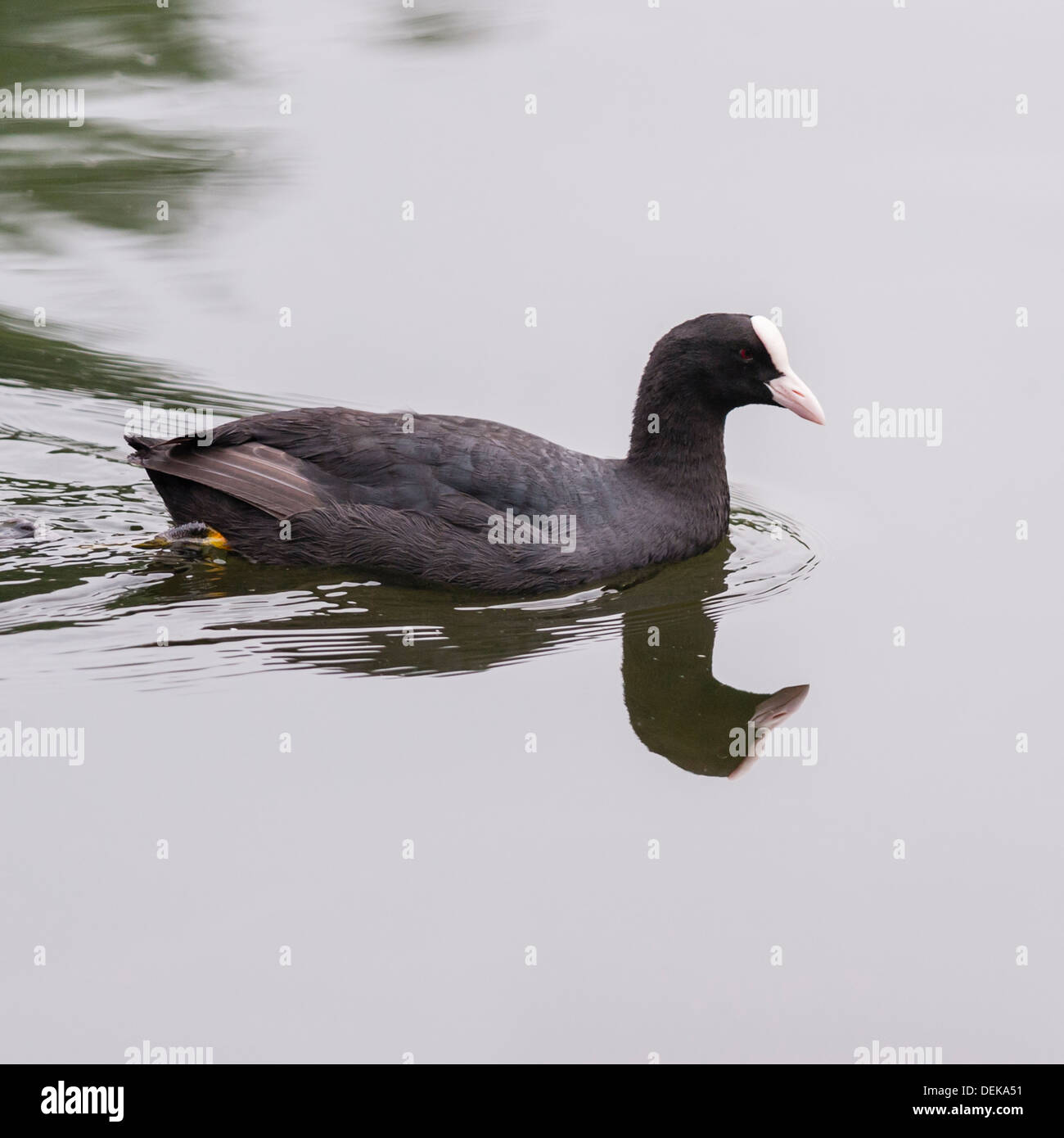 Ein Blässhuhn (Fulica Atra) im Vereinigten Königreich Stockfoto