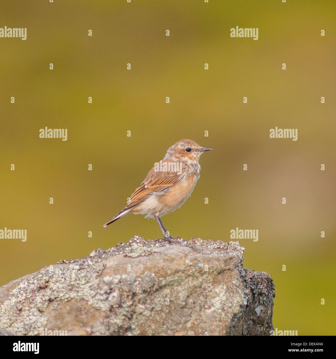 Eine junge juvenile nördlichen Steinschmätzer (Oenanthe Oenanthe) auf einer Trockenmauer in Yorkshire, Großbritannien Stockfoto