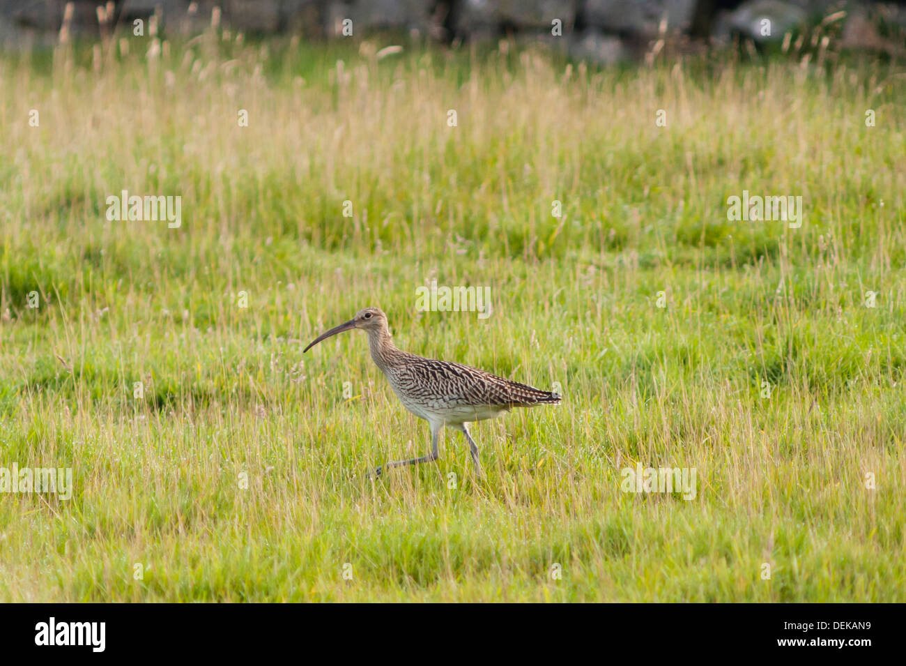 Eine große Brachvogel (Numenius Arquatain} im Moor, Yorkshire Dales, England, Uk Stockfoto