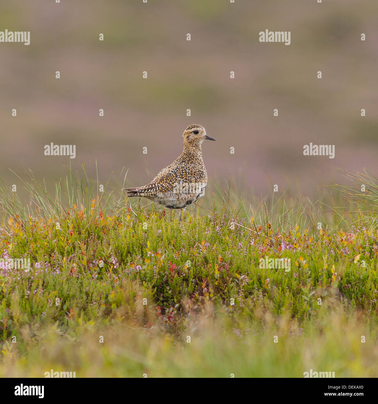 Ein Goldregenpfeifer (Pluvialis Apricaria) im Moor, Yorkshire Dales, England, Uk Stockfoto