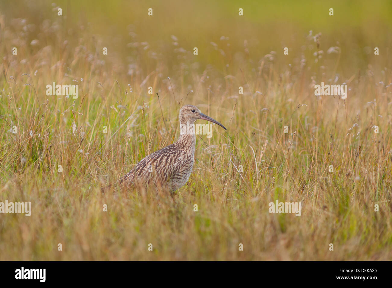 Eine große Brachvogel (Numenius Arquatain} im Moor, Yorkshire Dales, England, Uk Stockfoto