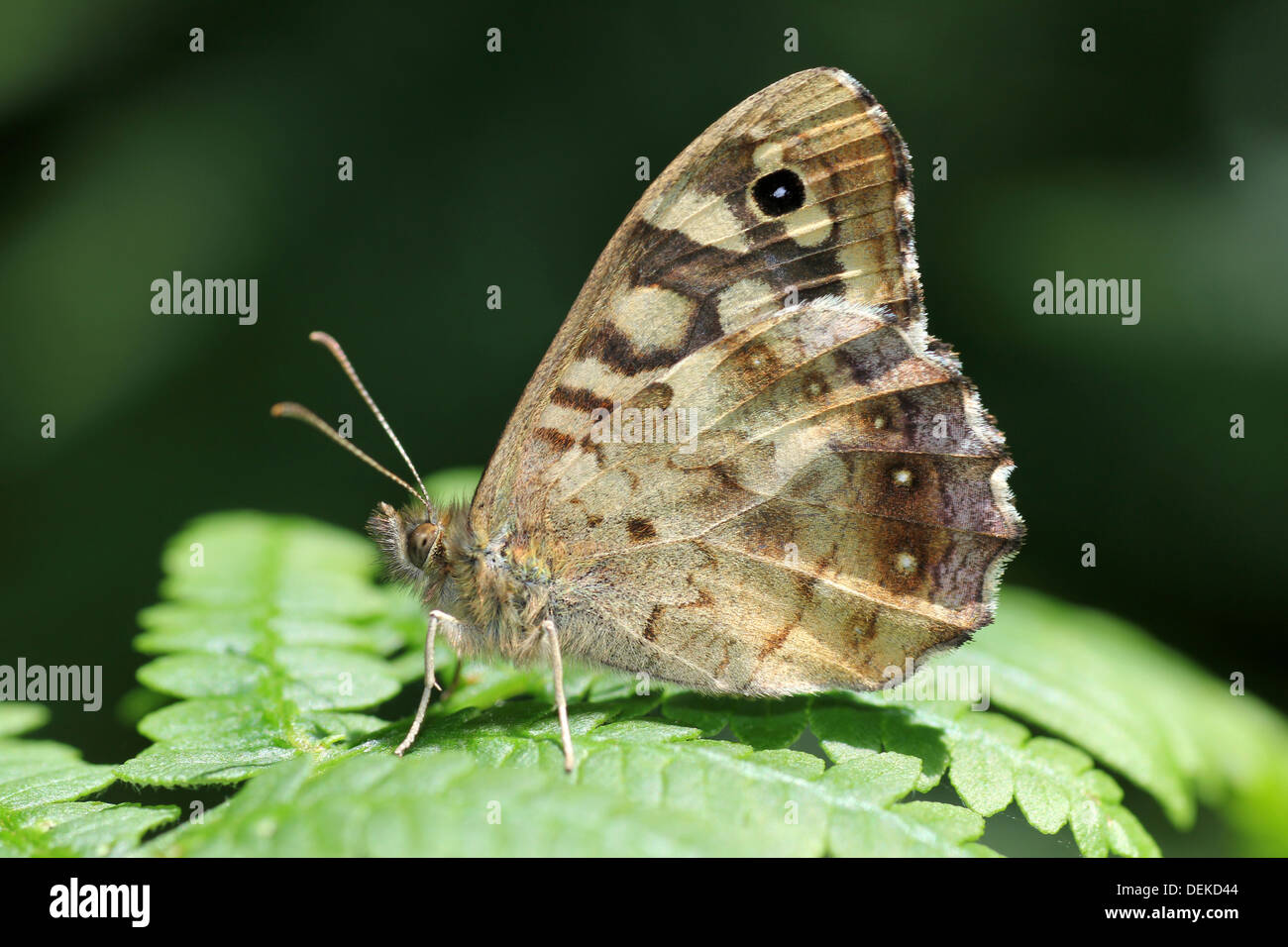 Gesprenkeltes Holz Pararge aegeria tircis Stockfoto