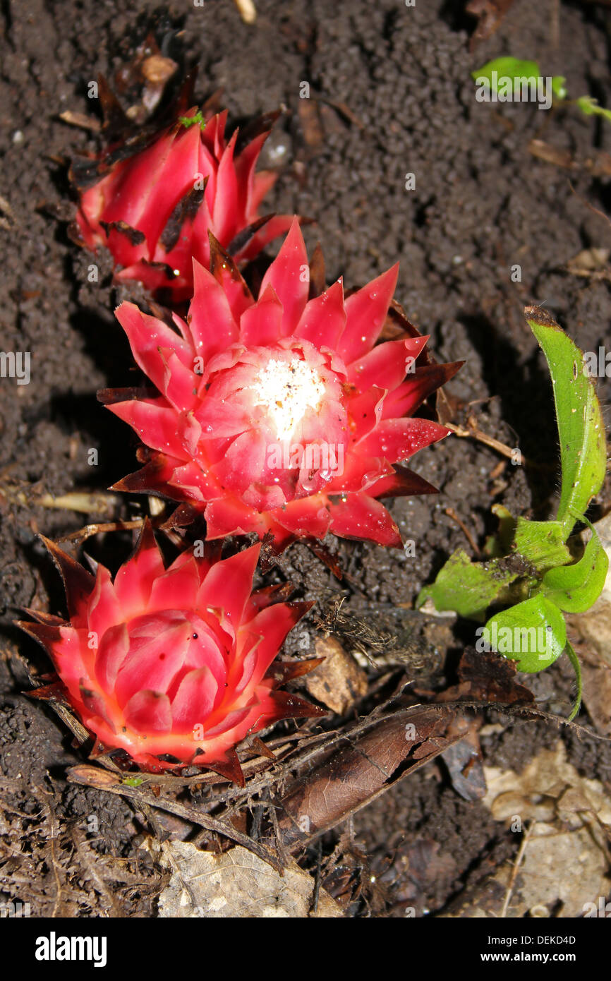 Red Forest Protea Flower - , Ghana Stockfoto