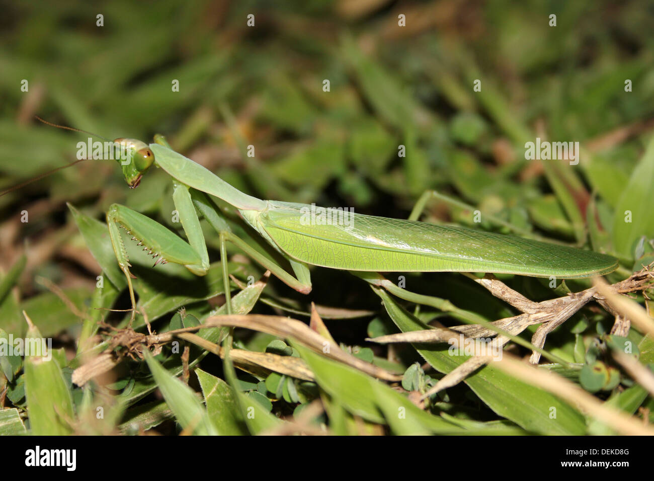 Mantis getarnt auf Rasen Stockfoto