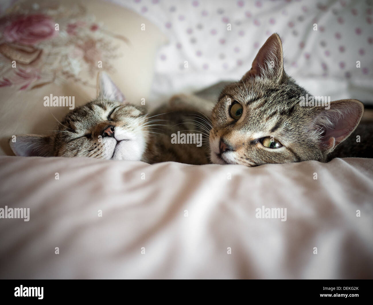 Zusammen Schlafen Kuscheln Stockfotos und -bilder Kaufen - Alamy