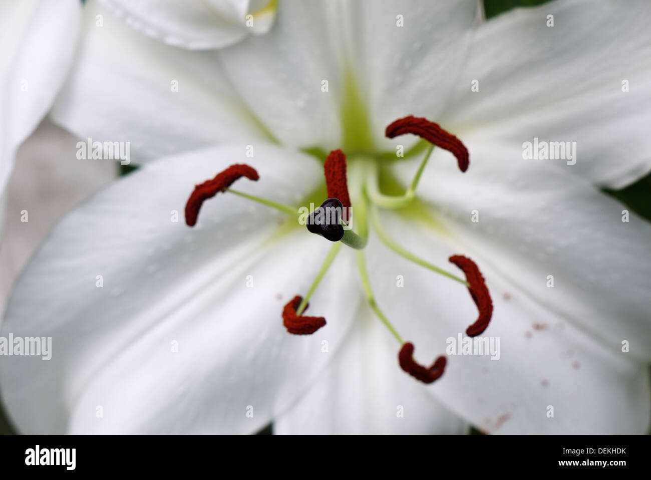 Nahaufnahme der Lillie's Stockfoto
