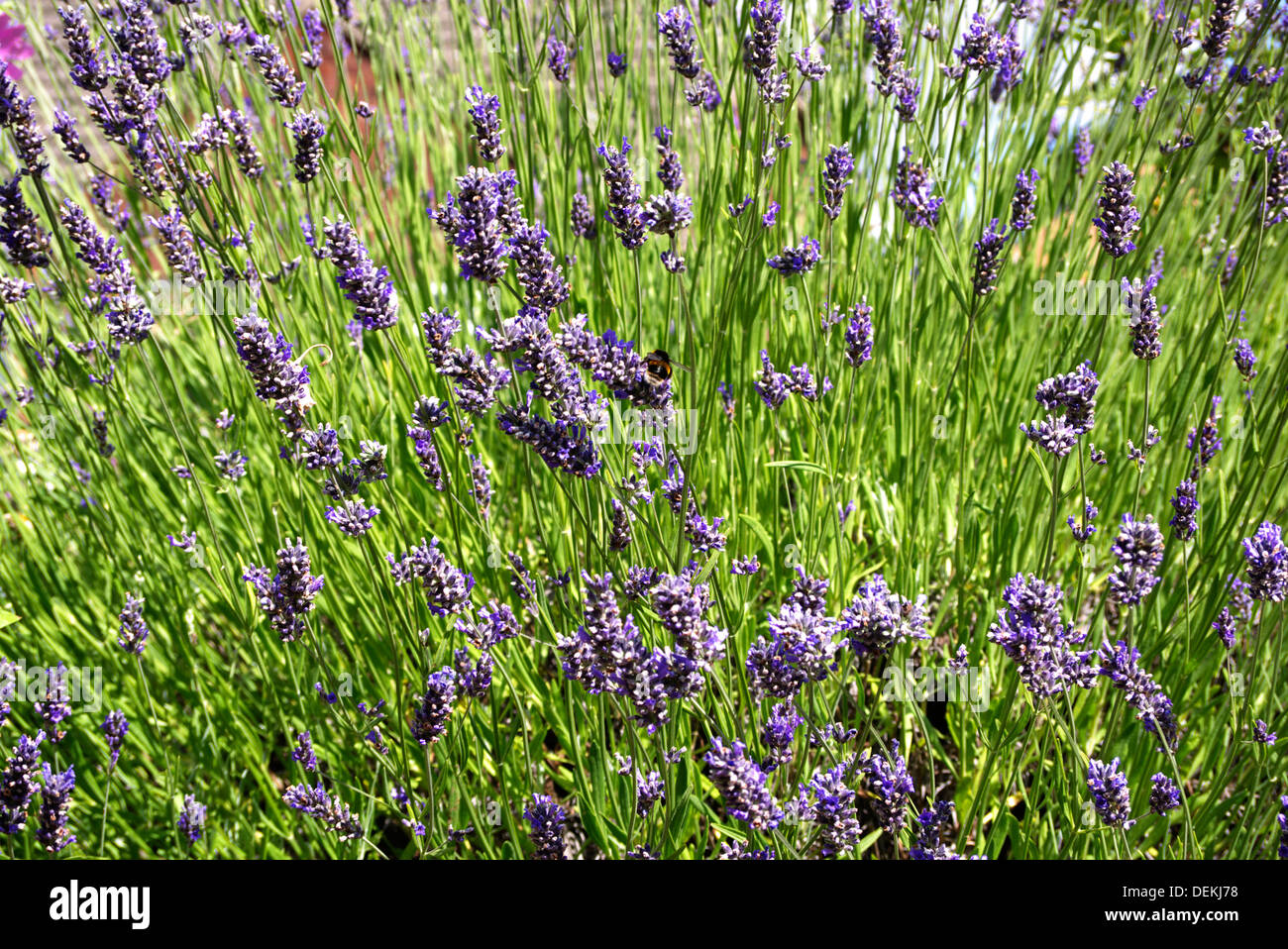 Ein Aufstand von Lavendel, gespickt mit Arbeitsbienen hungrig nach ihren Nektar. Stockfoto