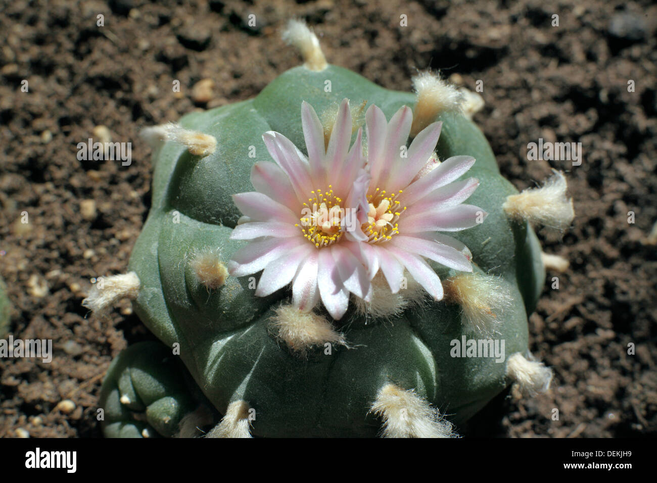 Peyote Kaktus mit zwei Blumen blühen auf einmal. Stockfoto