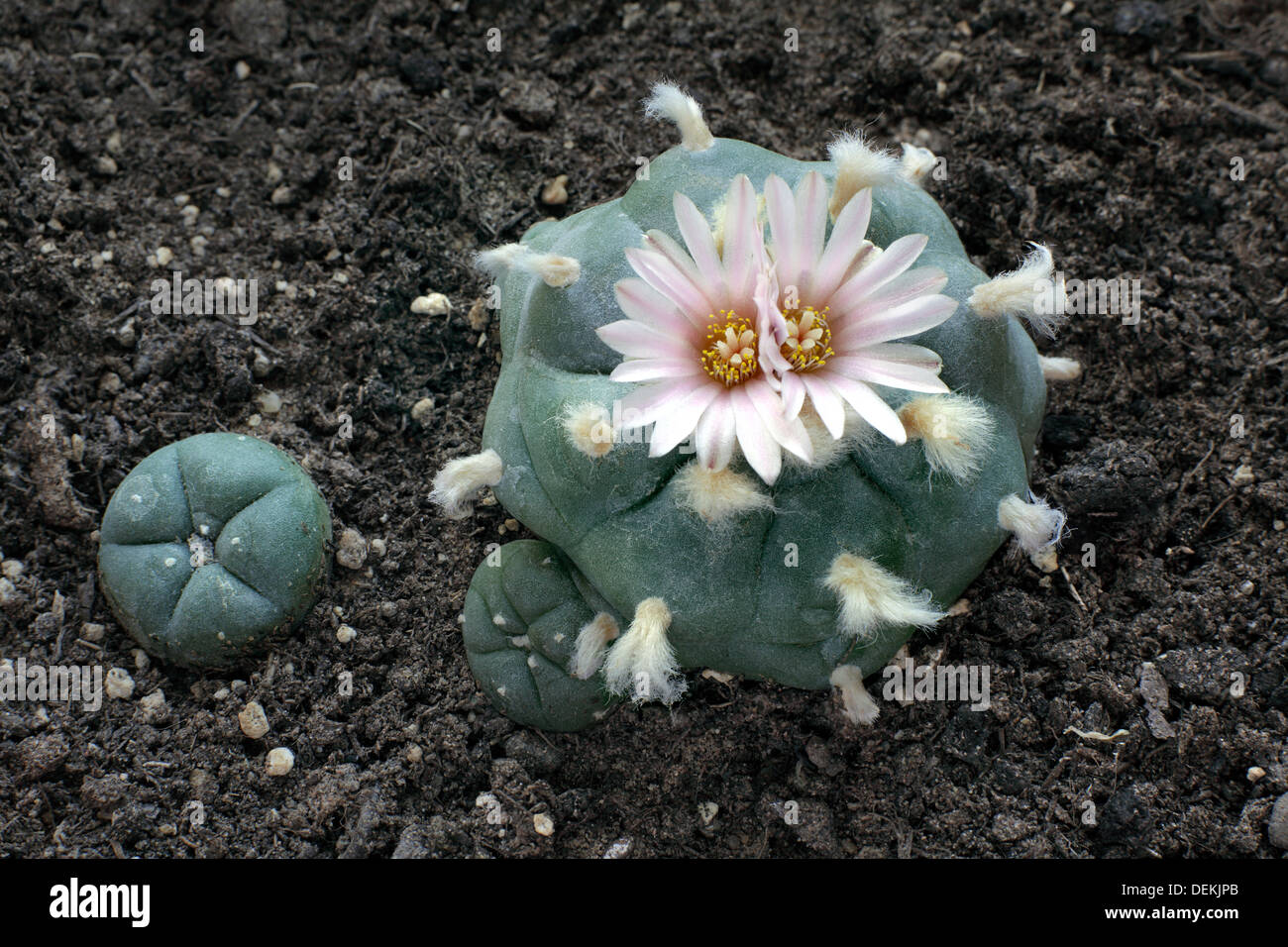 Peyote Kaktus mit zwei Blumen blühen auf einmal. Stockfoto