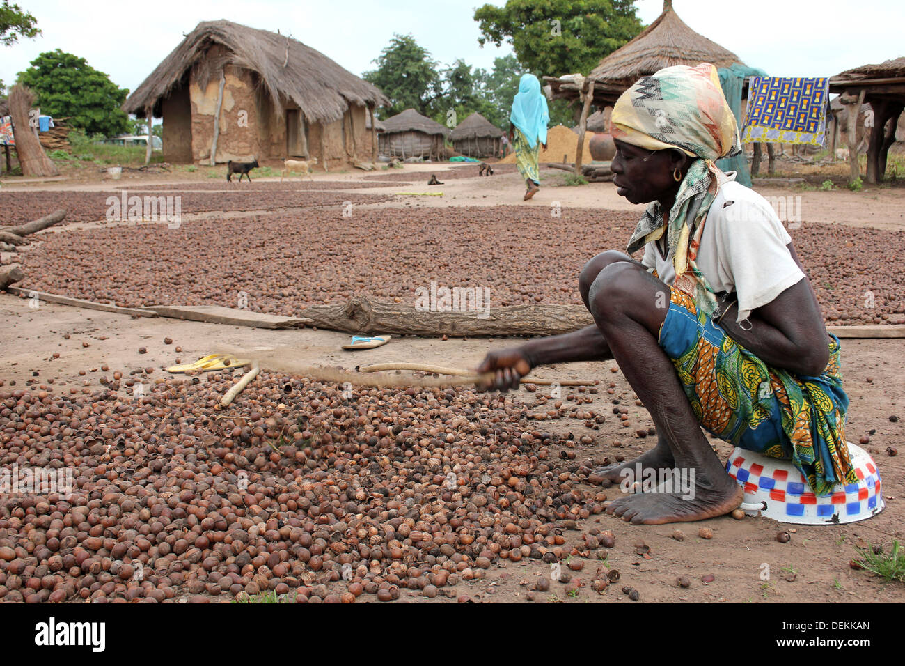 Gonja ethnische Frau In ghanaischen Dorf schlagen Sheanüsse, die äußere Schale zu knacken Stockfoto