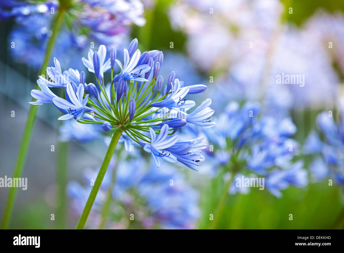 Makrofoto des leuchtend blauen Agapanthus Blüten im Garten Stockfoto