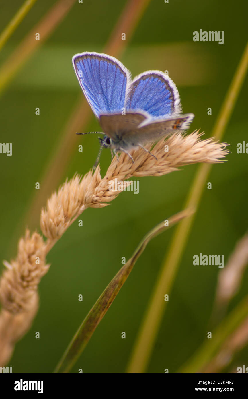 Polyommatus Bellargus, Crevoux, Hautes Alpes, Frankreich Stockfoto