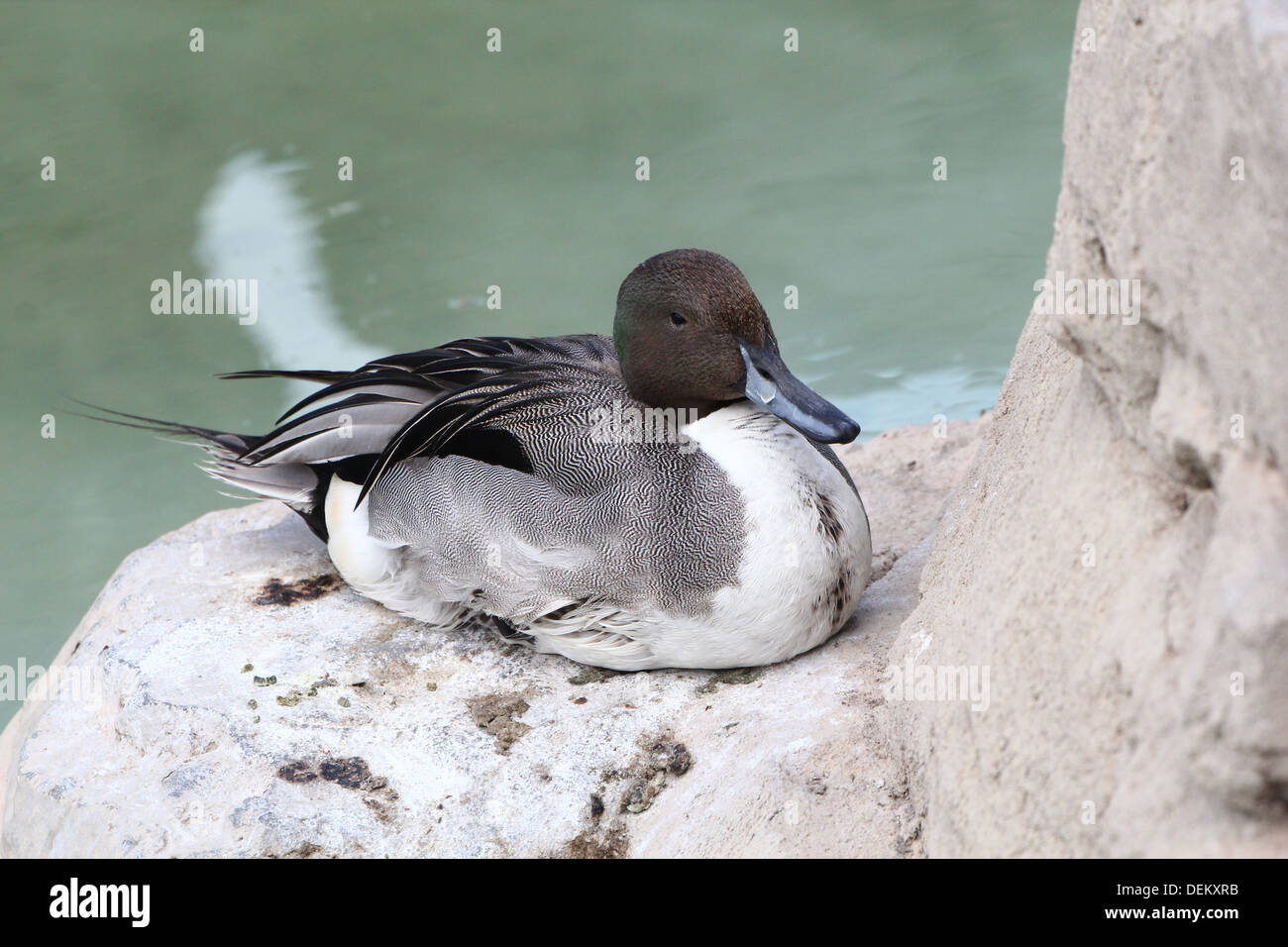 Nahaufnahme einer männlichen nördlichen Pintail Ente (Anas Acuta) posiert, Rast- und putzen seine Federn (13 Bilder in Serie) Stockfoto