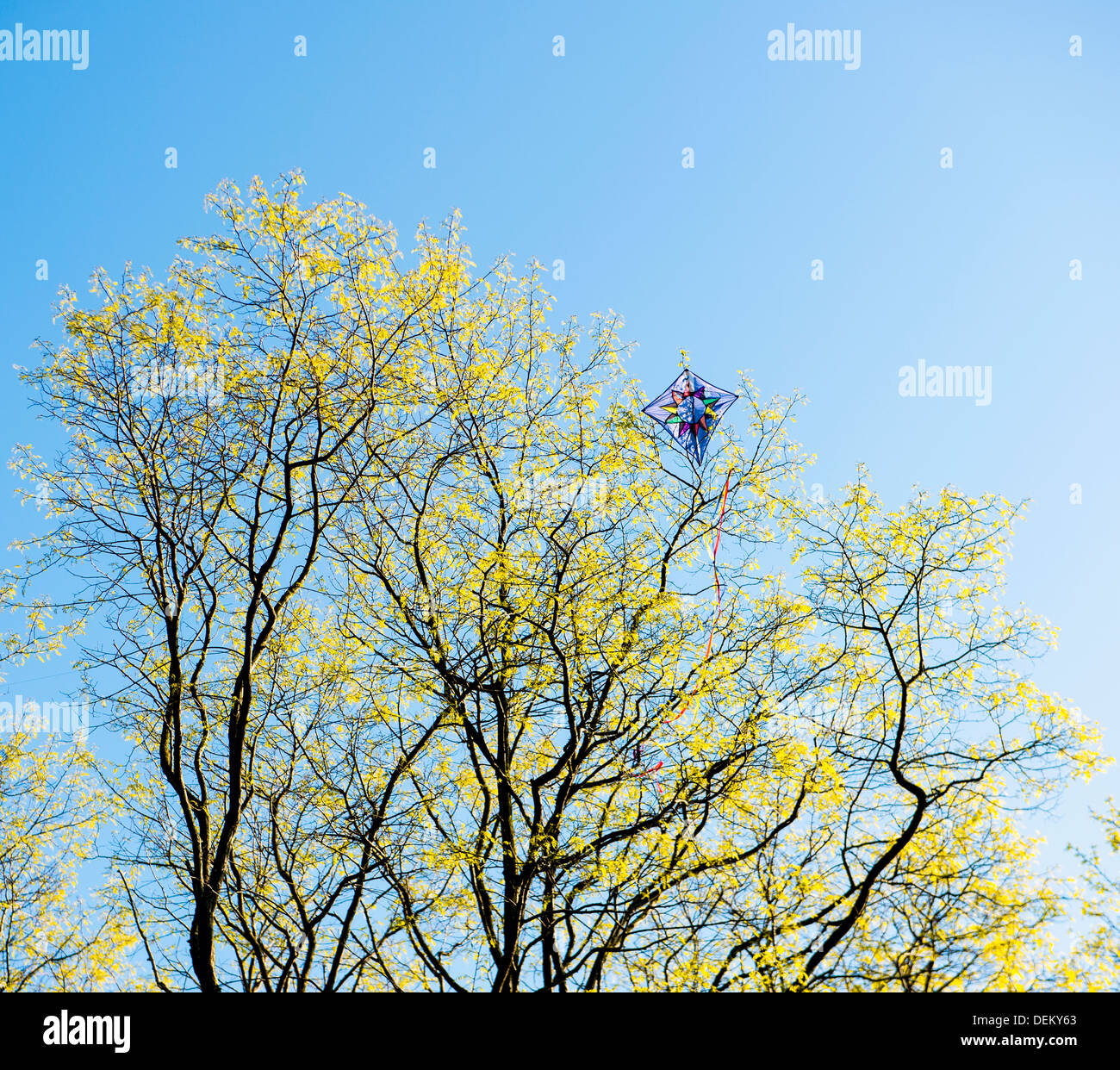 Kite in Baum gegen blauen Himmel stecken Stockfoto