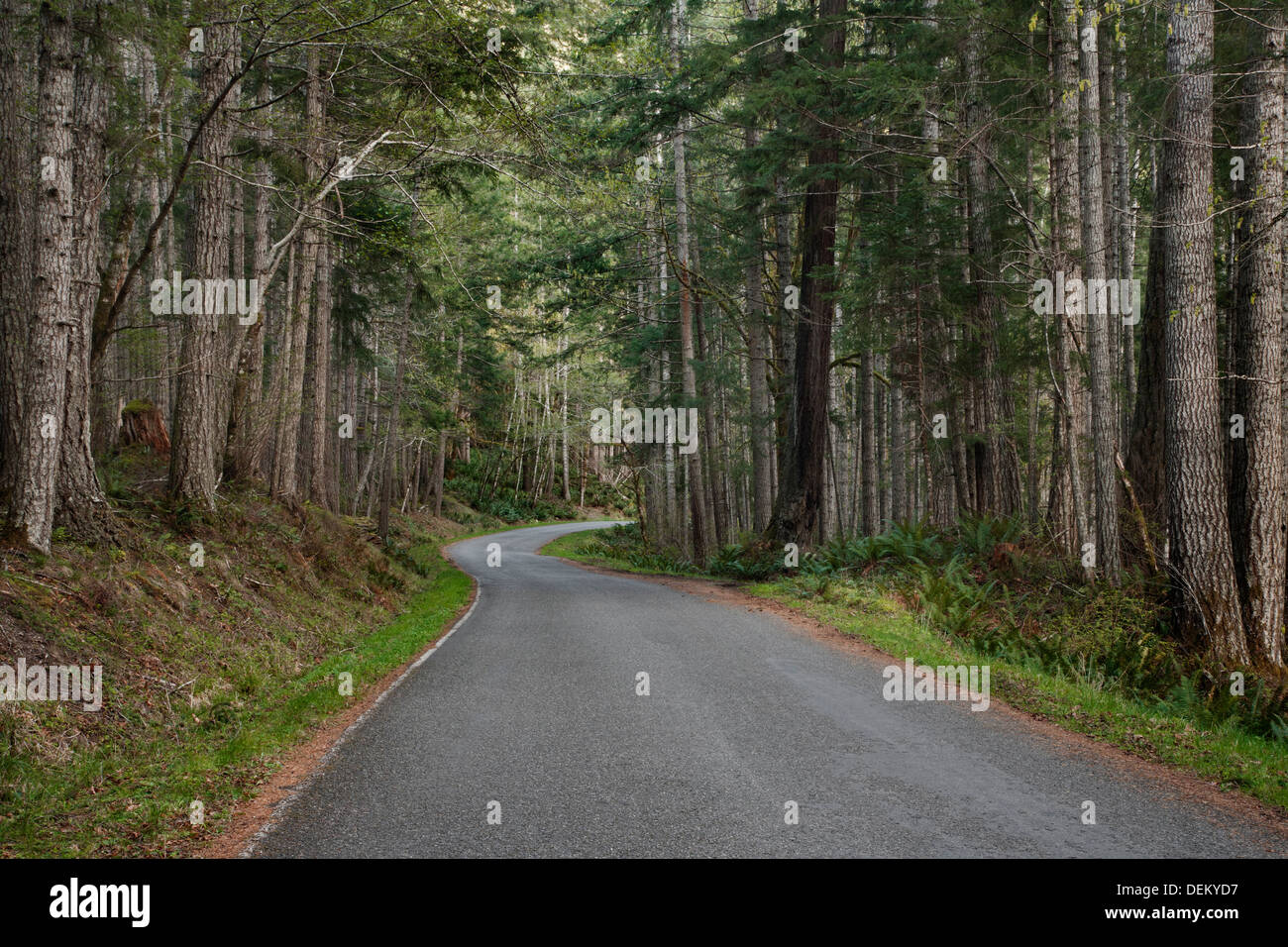 Bäume und Wald entlang der Landstraße Stockfoto