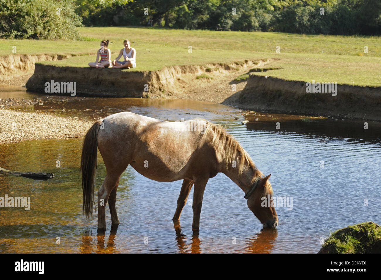 New Forest Ponys und The Highland Wasserstrom in der Nähe von Brockenhurst Hampshire England Stockfoto