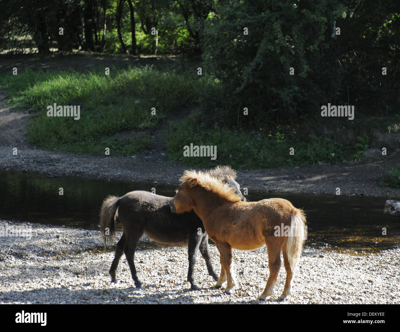 New Forest Ponys und The Highland Wasserstrom in der Nähe von Brockenhurst Hampshire England Stockfoto