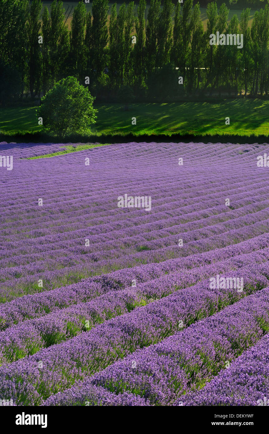 Lavendel Feld Kent England uk Blumen Flora Landschaft Schönheit Landwirtschaft f Ernte umweltfreundliche Eco Insekt freundlich Stockfoto