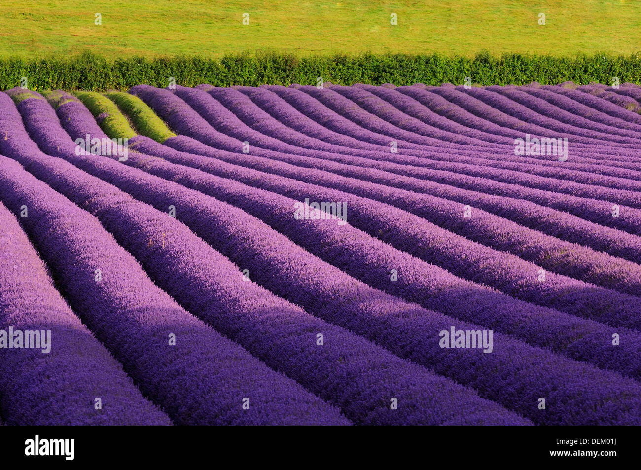 Lavendel; Feld; Kent; England; UK Stockfoto