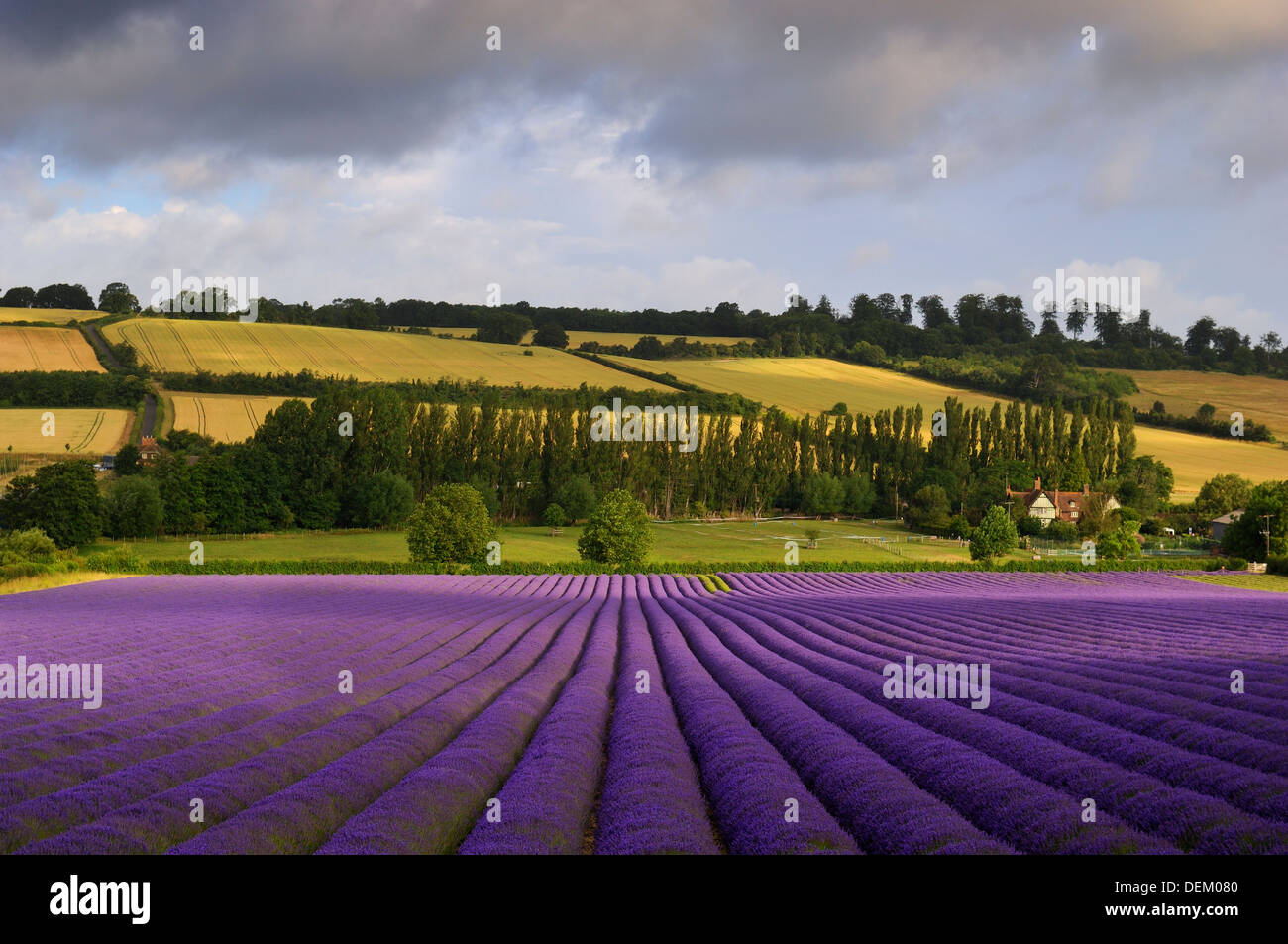 Lavendel Feld Kent England uk Blumen Flora Landschaft Schönheit Landwirtschaft f Ernte umweltfreundliche Eco Insekt freundlich Stockfoto
