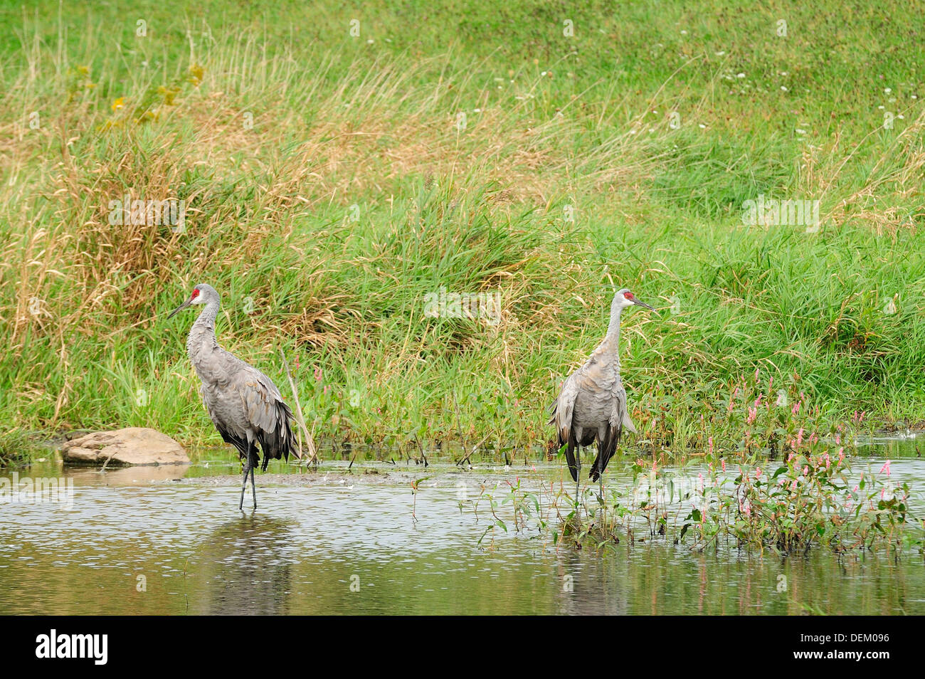 Sandhill Kran paar. Stockfoto