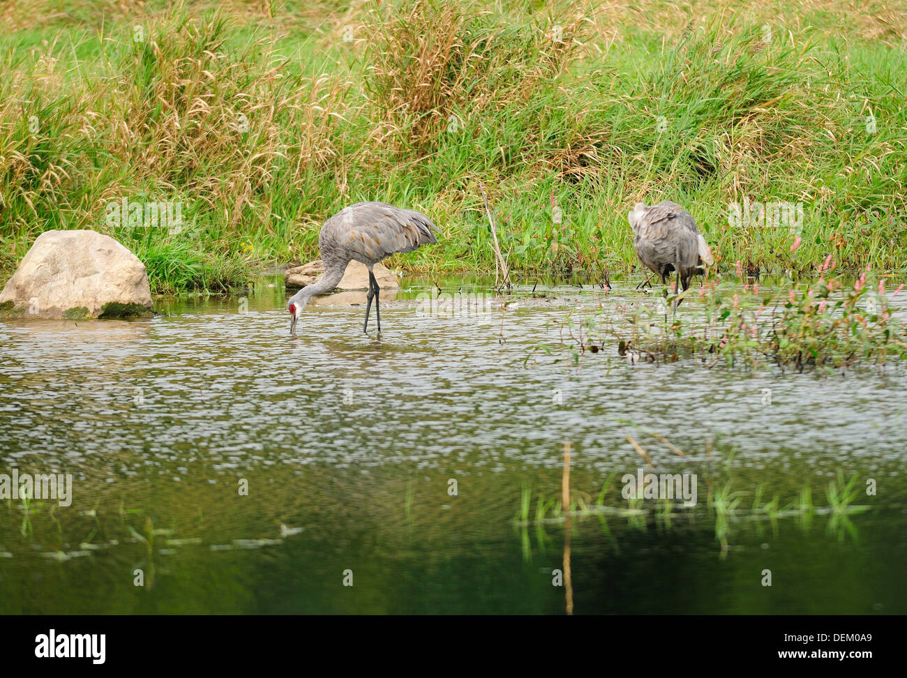 Sandhill Kran paar. Stockfoto