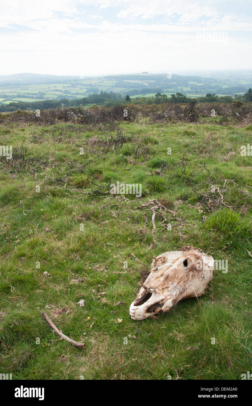 Zerlegter Kopf und Schädel des Pony auf Penn Beacon Dartmoor unter Reste der verbrannten Ginster Stockfoto