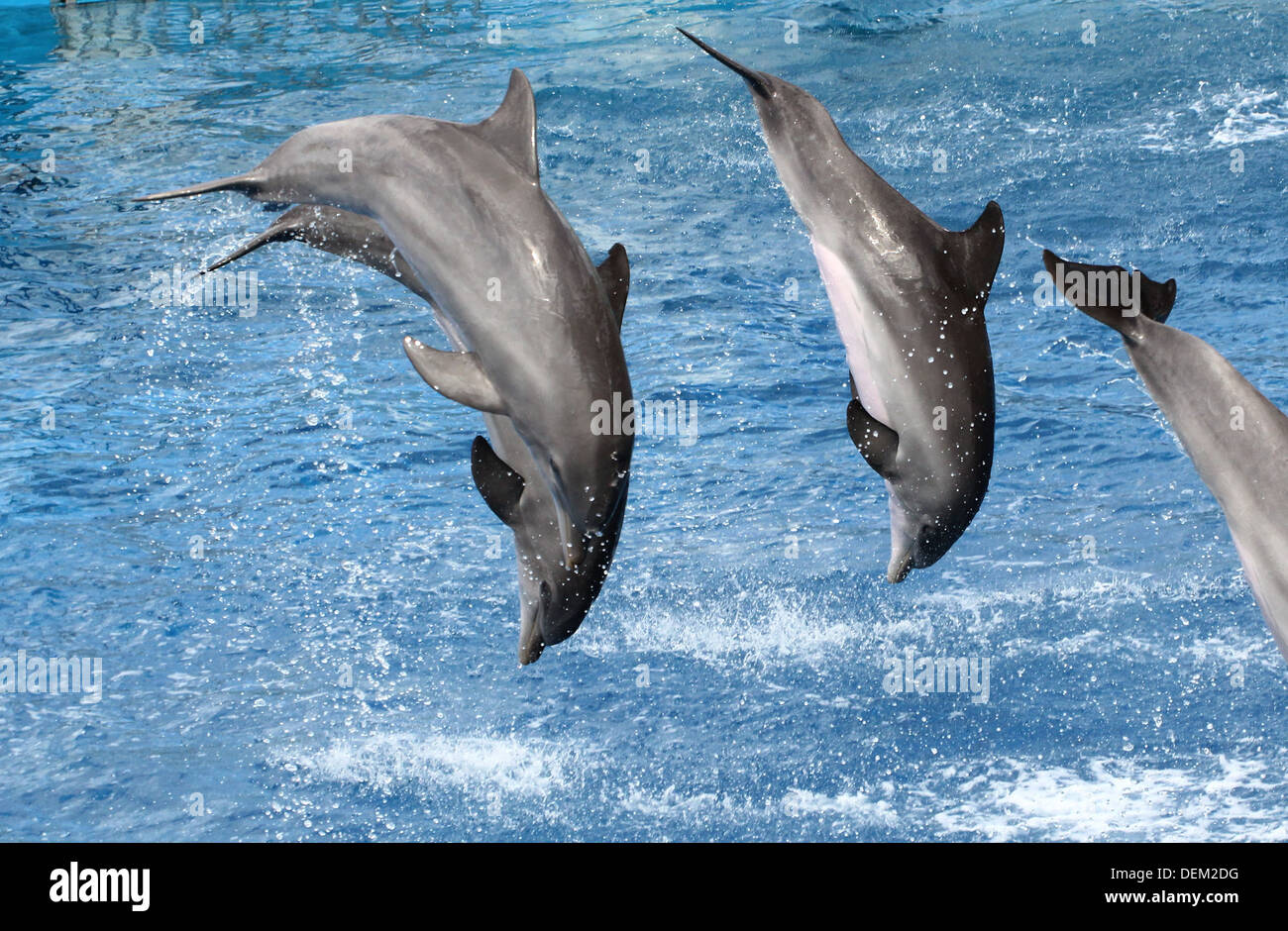 Flasche-Nase Delfine machen Purzelbäume im Oceanogràfic Aquarium Marine Park & Zoo in Valencia, Spanien Stockfoto