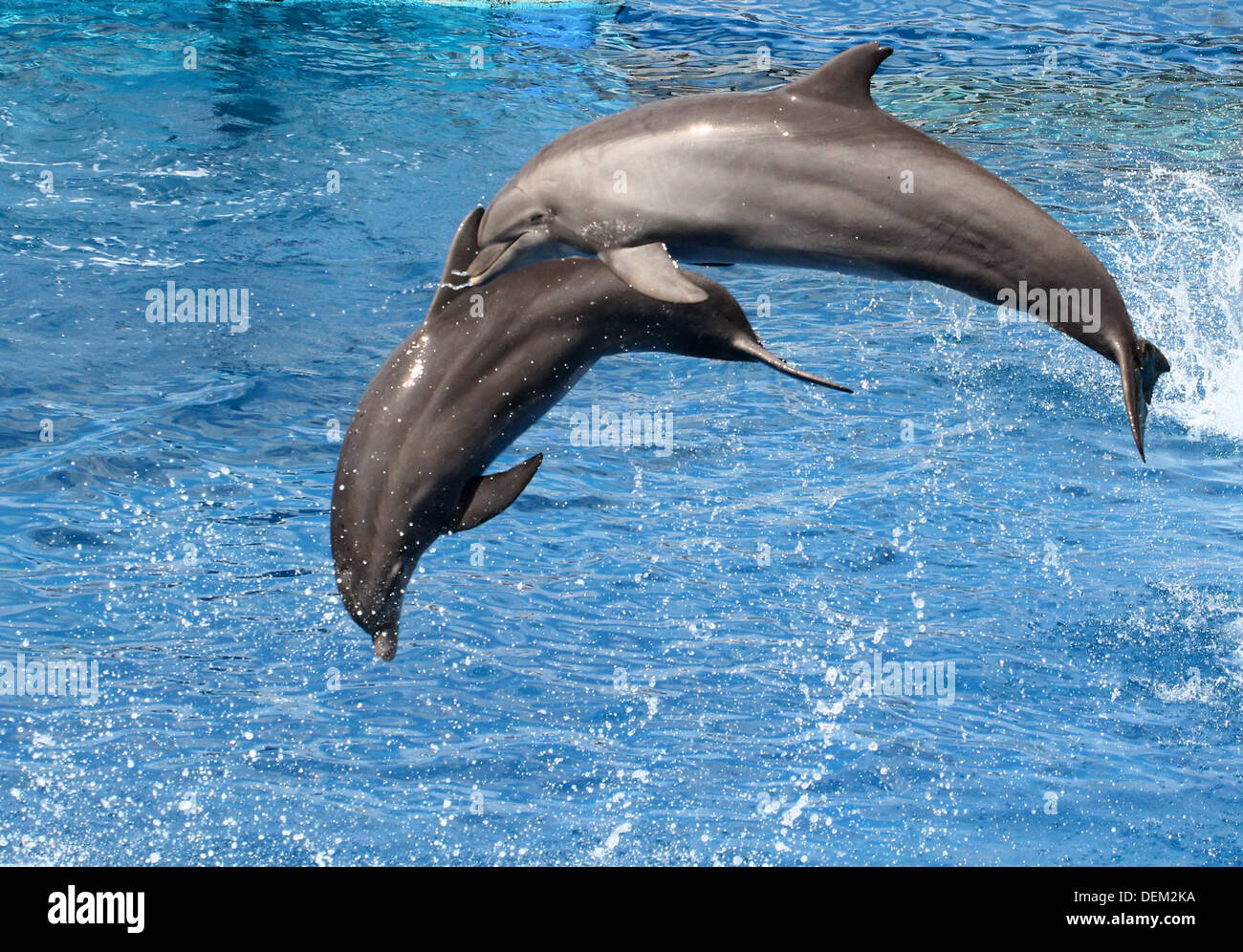 Flasche-Nase Delfine springen hoch in die Luft & machen Purzelbäume im Oceanogràfic Aquarium Marine Park & Zoo in Valencia, Spanien Stockfoto