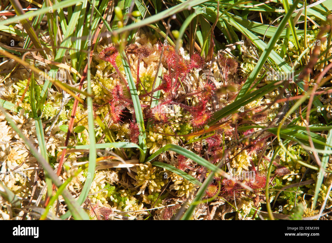 Insektenfressende Pflanze Werk Runde-leaved Sonnentau (Drosera Rotundifolia) Sphagnum Moos auf Dartmoor Stockfoto