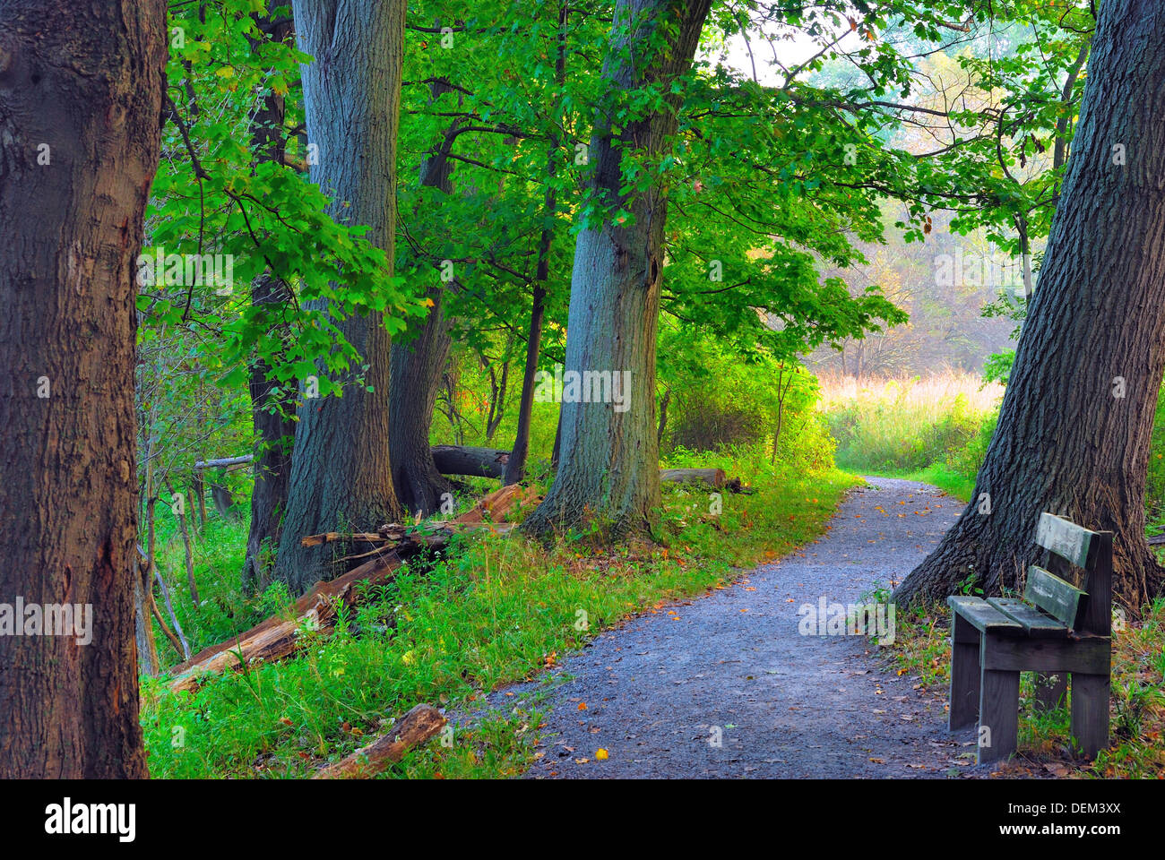 Ein Naturlehrpfad Holzsteg führt in den Wald. Stockfoto