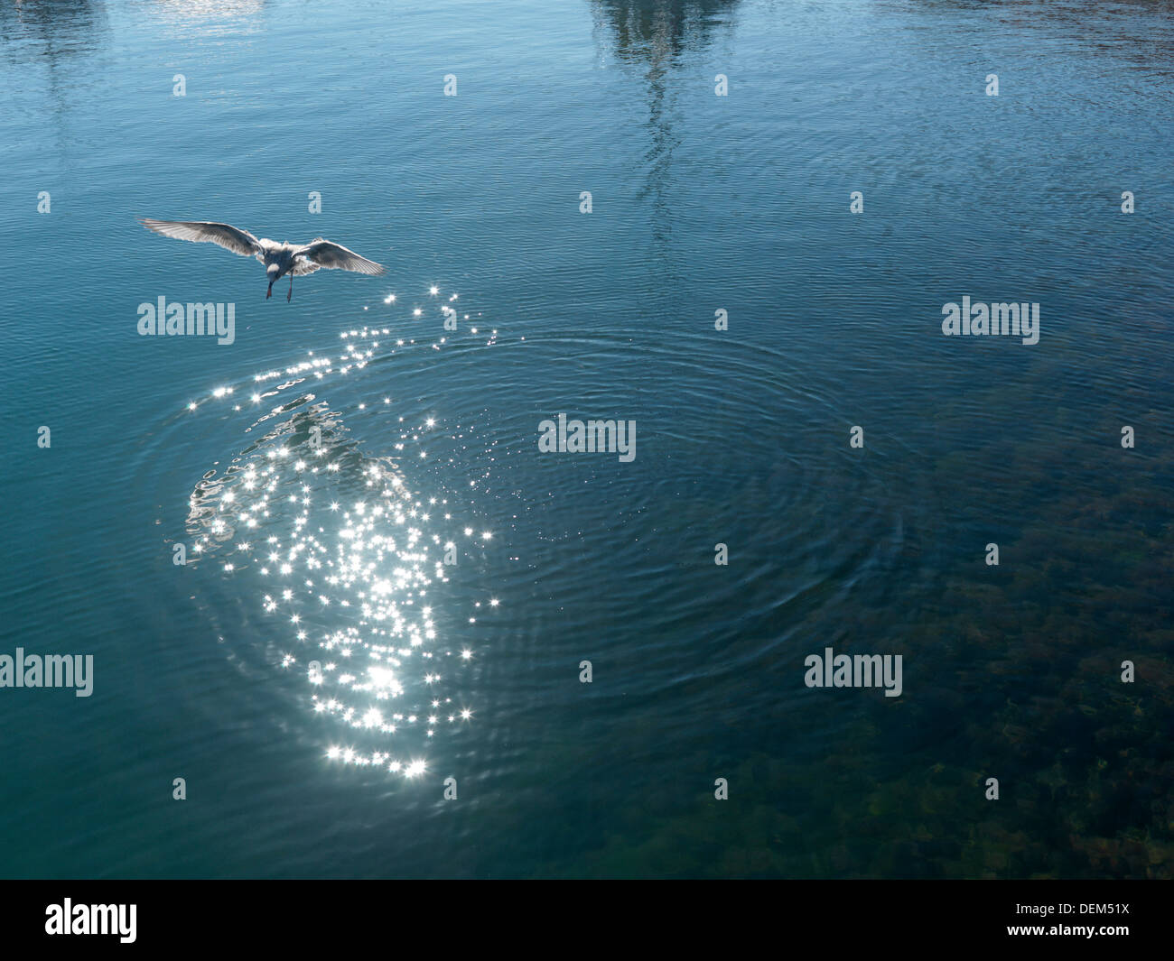 Möwe aus Wasser Stockfoto
