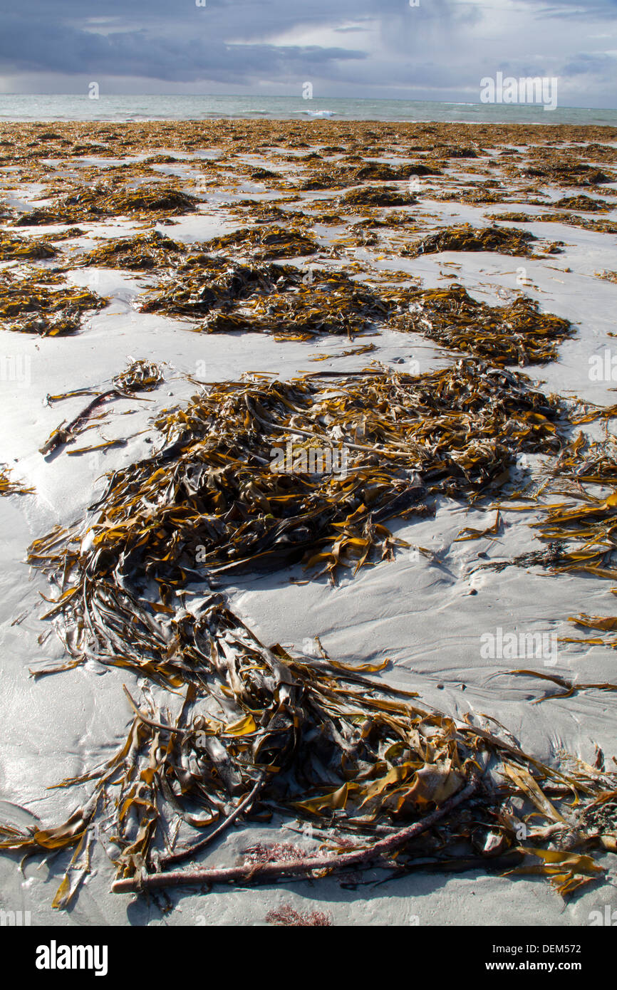 Algen am Strand angespült. Stockfoto