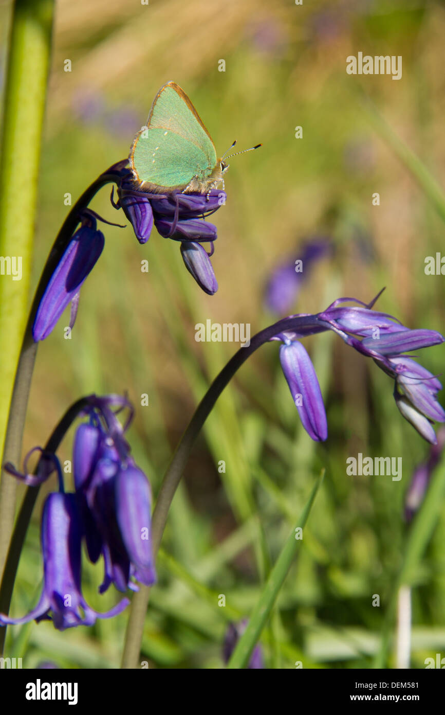 Grüner Zipfelfalter Schmetterling (Callophrys Rubi) Stockfoto