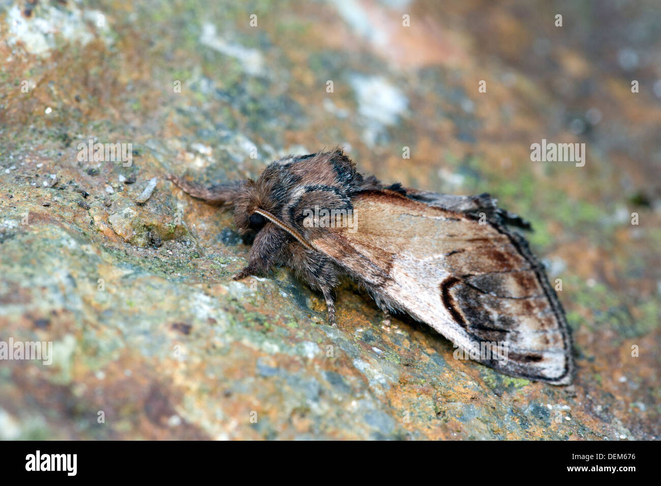 Kiesel prominente Motte; Notodonta Ziczac; Sommer; UK Stockfoto