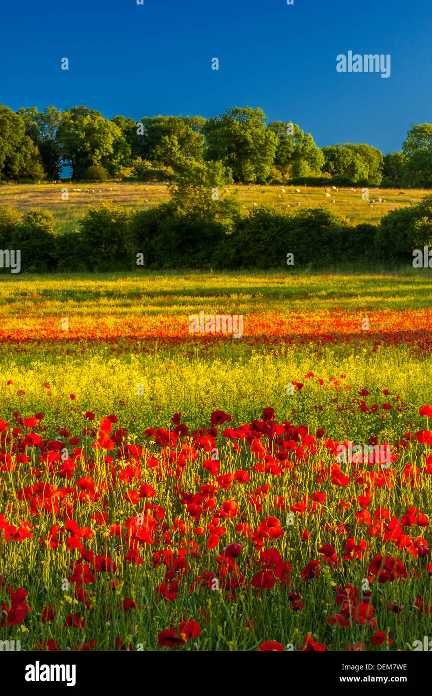 wilde Mohn Feld Kent England uk Blumen Flora Landschaft Schönheit Landschaft Landwirtschaft brach Raps Ernte ökologisch Frien Stockfoto
