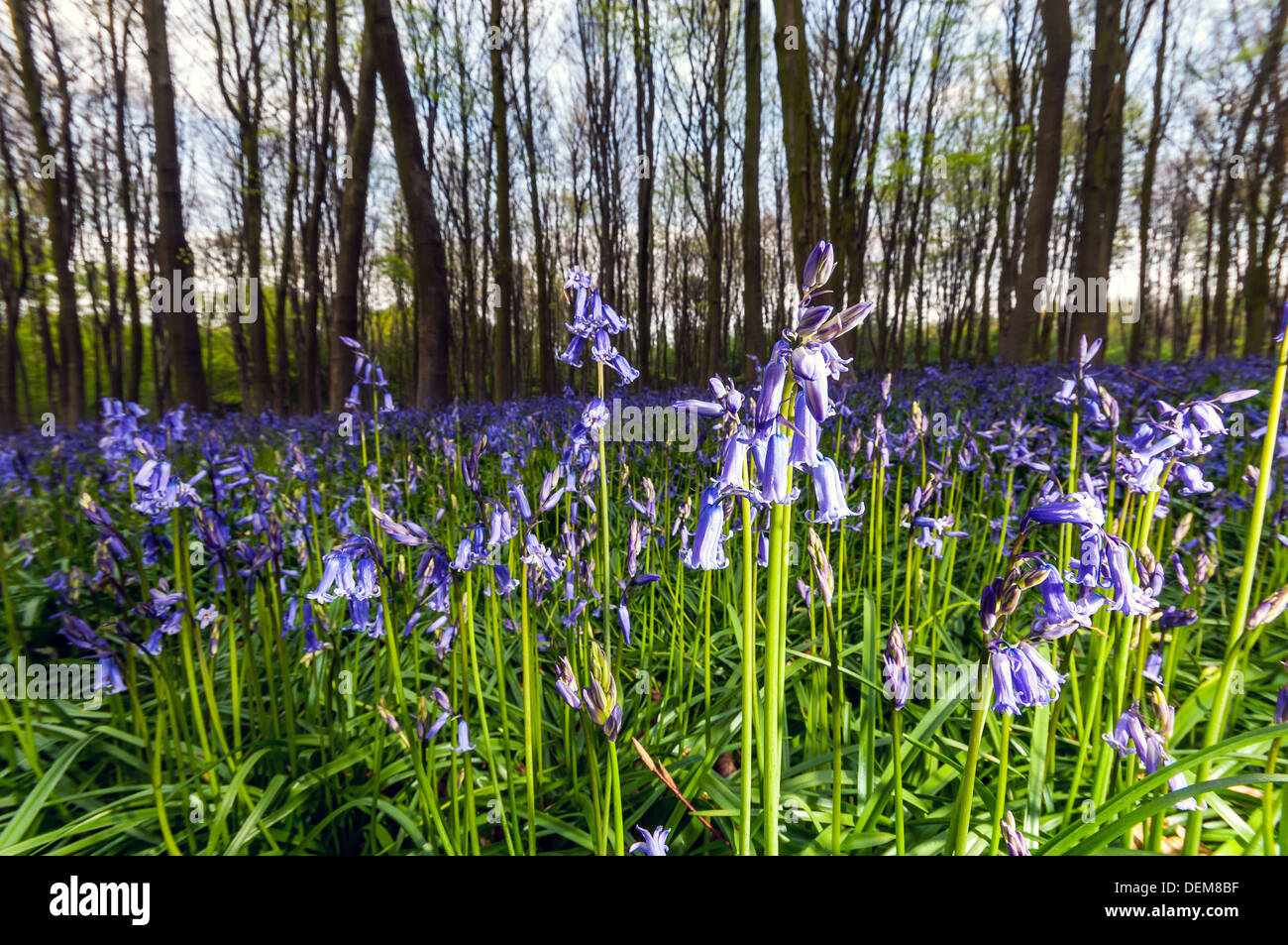 wilde Glockenblumen im Holz, Micheldever, Surrey, England, UK Stockfoto